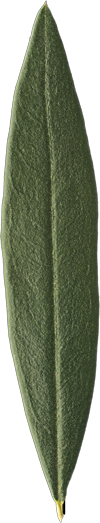 foglia-olivo