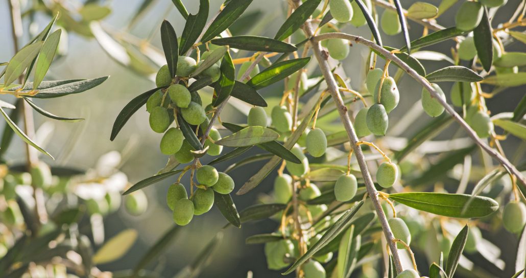 Olio di oliva penisola sorrentina